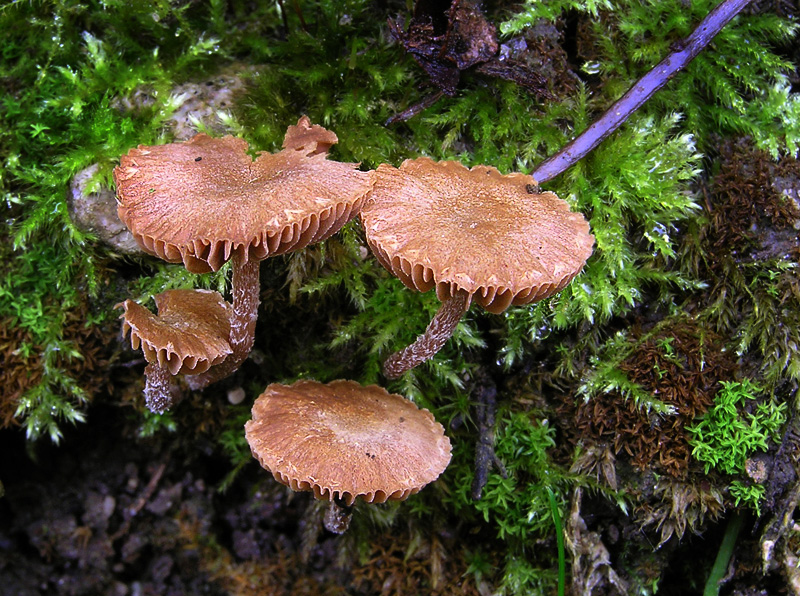 Tubaria conspersa (Kržatka poprášená)