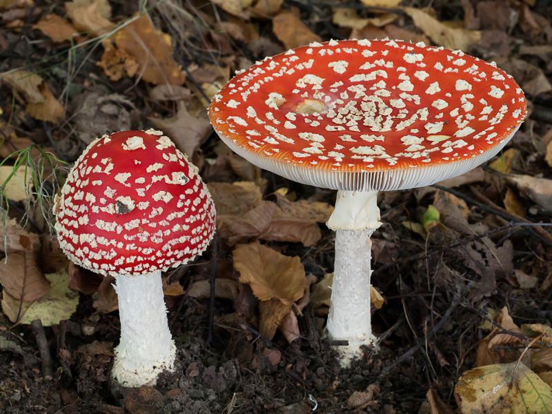 Muchomurka Cervena (muchomůrky červené, Muchomůrka červená, muchomůrkou červenou, Amanita muscaria, Její nápadný) Muchomurka Cervena