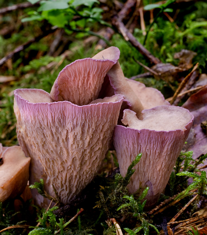 Gomphus clavatus