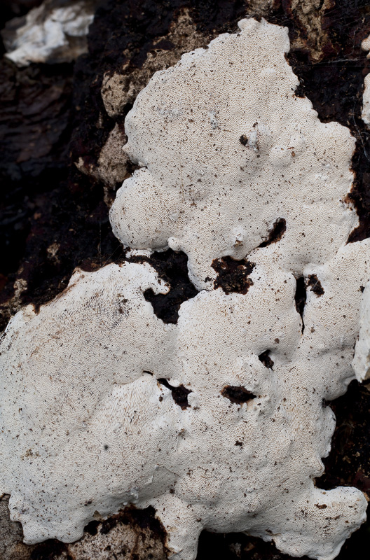 Perenniporia medulla-panis