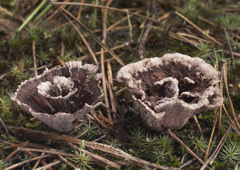 Thelephora caryophyllea & T. terrestris