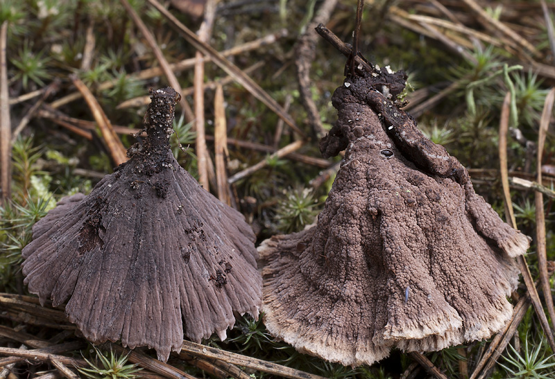 Thelephora caryophyllea & T. terrestris