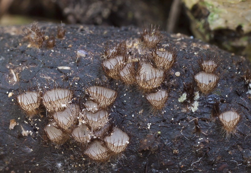 Trichophaeopsis bicuspis