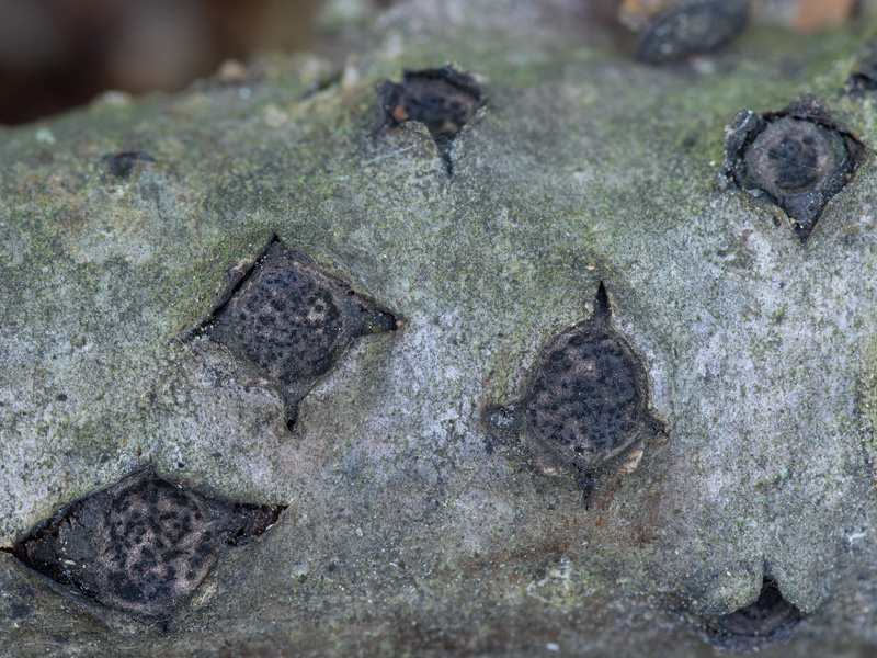 Biscogniauxia marginata (Kovka lemovan)