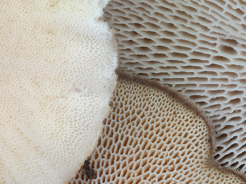 Polyporus brumalis arcularius ciliatus Polyporus brumalis